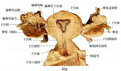 女人形|女性生殖结构：